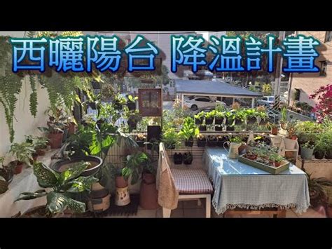 西曬陽台觀葉植物|【西曬陽台觀葉植物】探索西曬陽台的最佳觀葉植物選擇！陽台方。